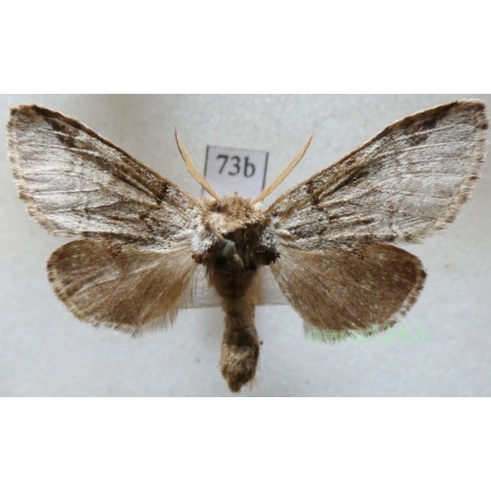 Drymonia obliterata (Borkhausen, 1790) Dąbrówka melagona Czech73b